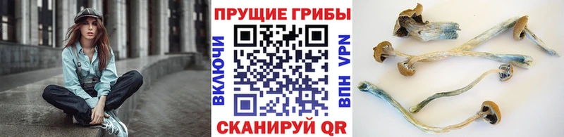 Псилоцибиновые грибы GOLDEN TEACHER  hydra   Никольск 